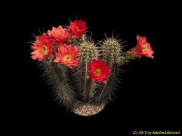 Echinocereus matthesianus 1316